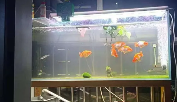 鱼缸水浑浊，该如何改变？老玩家来为您解答