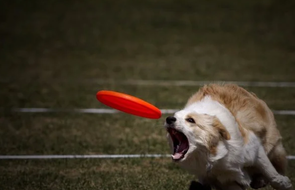 和狗玩飞盘要注意什么 训练狗狗玩飞盘的技巧 和狗玩飞盘要注意什么 训练狗狗玩飞盘的技巧
