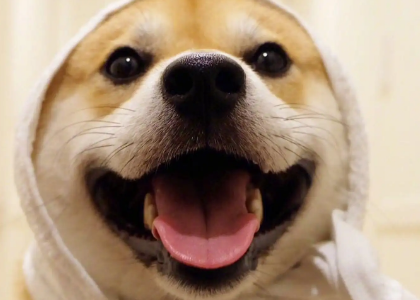 养狗狗的家长必须知道的事！