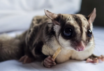 蜜袋鼯学狗叫怎么处理？一起来了解一下吧！