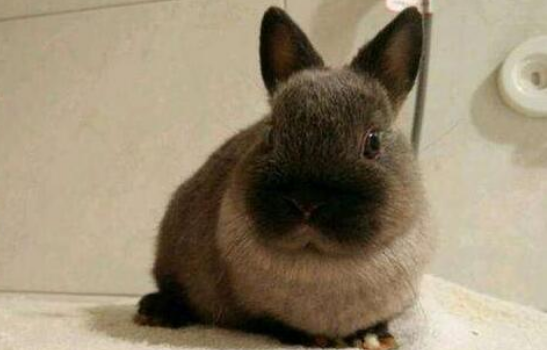 暹罗兔的寿命有多久，来看看吧~