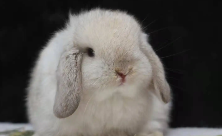 垂耳兔怕热吗？怎样做好防护措施？