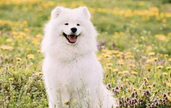 关爱宠物：钙片最适合狗狗吗？