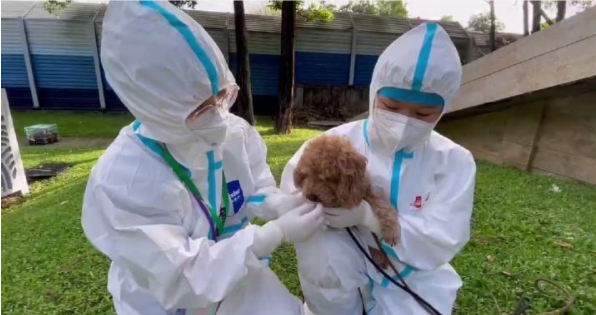 硕腾捐赠欣宠克至宠物方舱，给留守的毛孩子满满守护