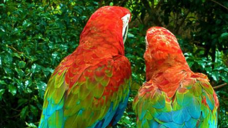 如何分辨金领金刚鹦鹉雌雄？方法如下