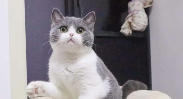 英短蓝猫多少钱一只？来看看