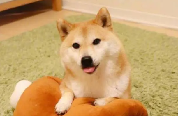 狗狗寄养小知识！