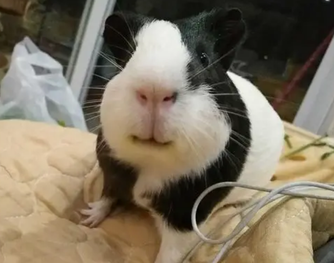 荷兰猪可以和什么一起养?饲主可以来看看 荷兰猪可以和什么一起养?饲主可以来看看