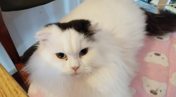 今日科普:猫的尾巴受大脑控制吗? 今日科普:猫的尾巴受大脑控制吗?