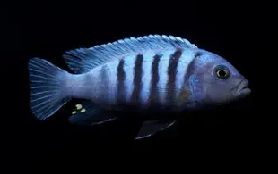 闪电王子鱼能繁殖吗？来这了解下吧！