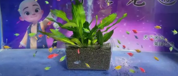 小鱼缸简单栽种水草模式，不必铺底沙，不必清理缸底，简单易行