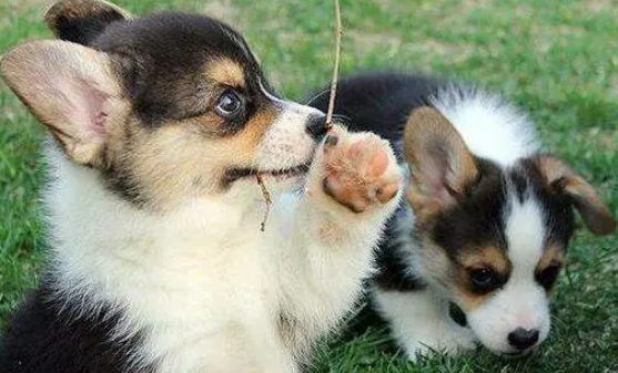 宠物最佳的营养品是“营养膏”，看完以下分析，你还这么认为吗