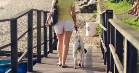 怎么训练狗跟着牵引绳走?来学牵引绳的技巧 怎么训练狗跟着牵引绳走?来学牵引绳的技巧