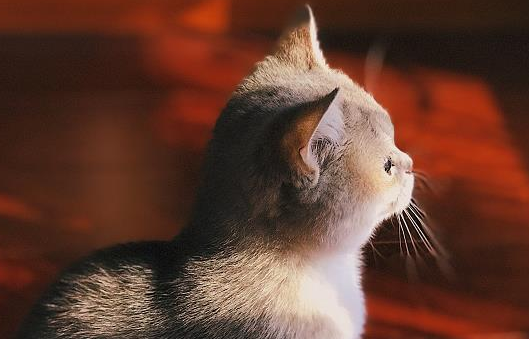 猫咪会放屁吗？看完让你大吃一惊！