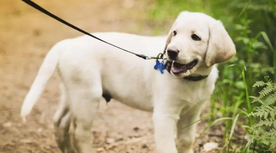 拉布拉多几个月开始猛长？快来看看吧