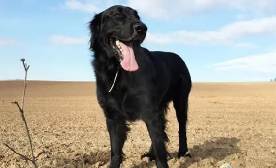 平毛寻回犬是土狗吗？感兴趣的了解一下！