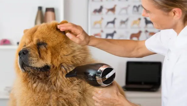 给狗狗洗澡的正确5个步骤，让宠主省心又省力！