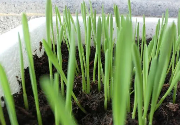 速来！猫草的种植经验分享