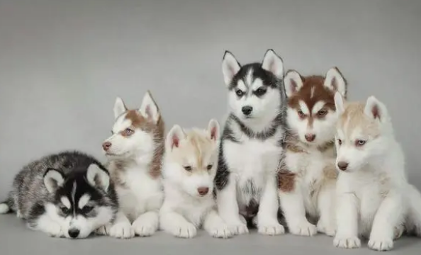 给狗狗体外驱虫的正确方法