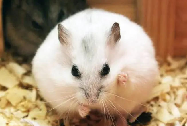 仓鼠会传播新冠病毒吗？来了解下吧