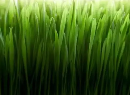 猫咪吃猫草的5个你不知道的好处？