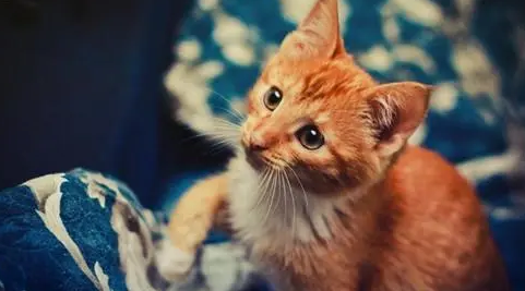 哪一种感冒药可以小猫吃