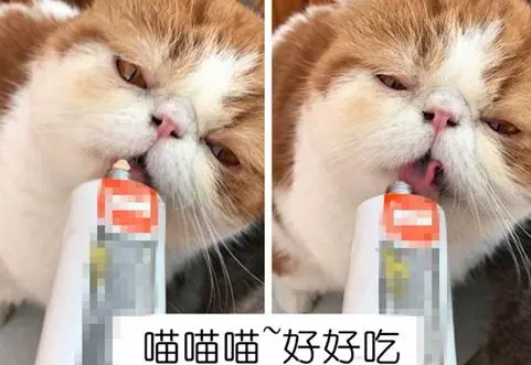 养宠知识:猫吃营养膏吃上瘾了,猫咪看见营养膏上瘾 养宠知识:猫吃营养膏吃上瘾了,猫咪看见营养膏上瘾