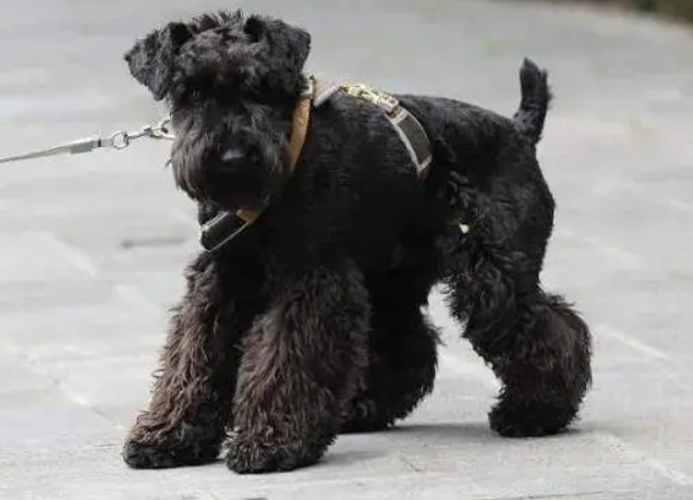 雪纳瑞黑色多少钱,不妨来看看吧 雪纳瑞黑色多少钱,不妨来看看吧