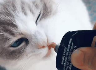 新手铲屎官一脸懵：猫咪营养膏到底是不是智商税？