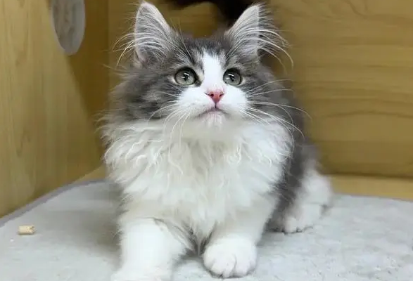 挪威森林猫多少钱一只?来瞧一瞧吧 挪威森林猫多少钱一只?来瞧一瞧吧