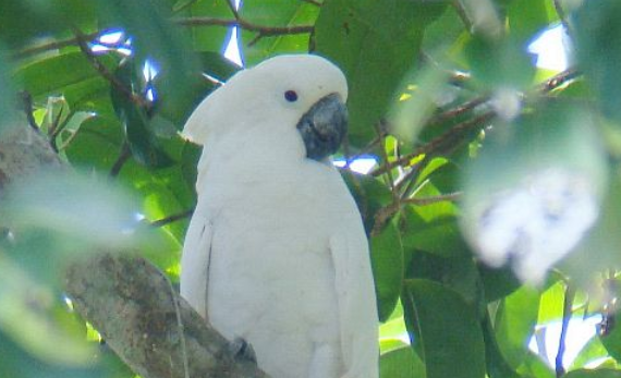 养鸟爱好者看过来，白凤头鹦鹉的外貌