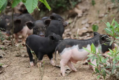 五脚猪喜欢吃什么？这篇文章告诉你～