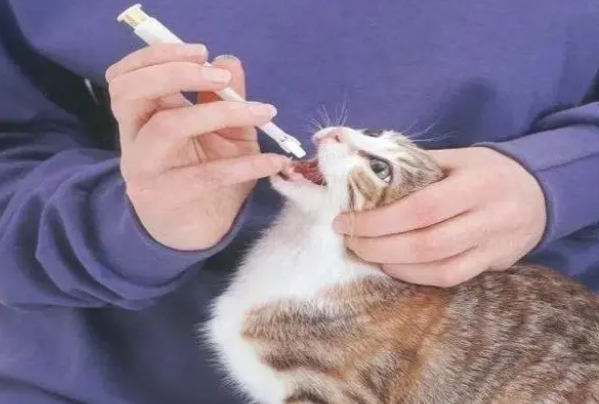 如何为猫咪做驱虫？建议收藏，以后会用得上