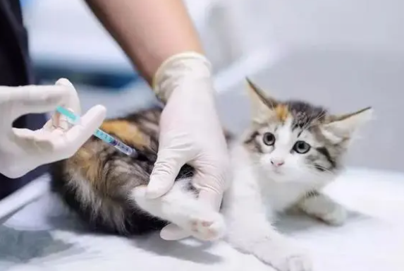 小猫打干扰素的副作用?干扰素是治什么的 小猫打干扰素的副作用?干扰素是治什么的