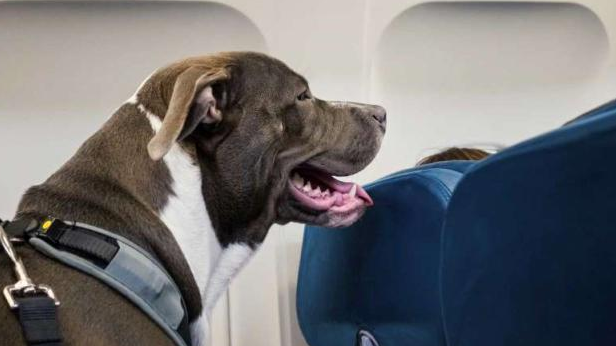 狗狗可不可以空运？主人来看看吧