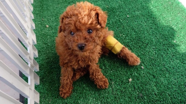 给狗狗洗澡的6个误区，原来你错了很多年了！