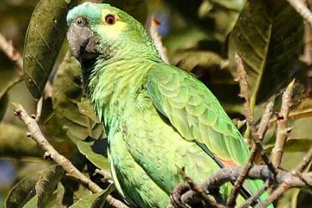 蓝顶亚马逊鹦鹉喜欢人吗？来看这里！