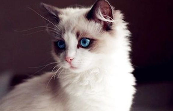 布偶满耳满背是什么意思?看看就清楚了