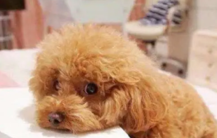 泰迪老吐是为什么?原因有哪些? 泰迪老吐是为什么?原因有哪些?