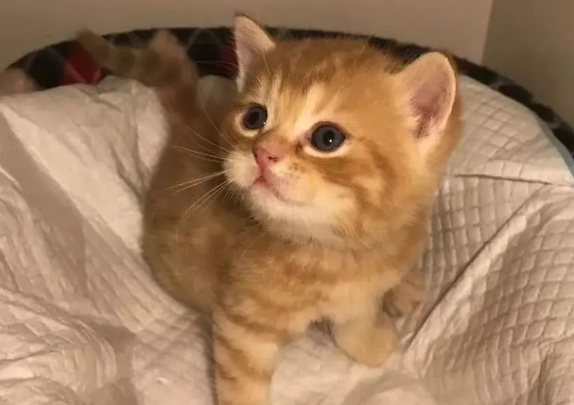 今日科普：橘猫和蓝猫生出的是什么颜色？