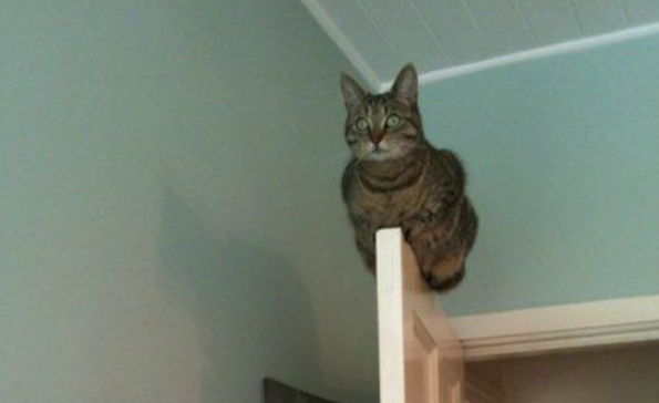 如何判断猫摔的严重?三招教会你 如何判断猫摔的严重?三招教会你