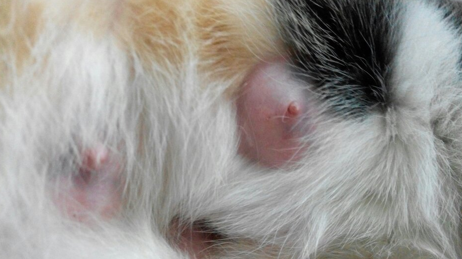 母猫哺乳后下腹一片硬块，要重视