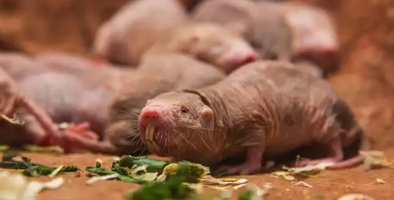 饲养裸滨鼠，这些事项你一定要知道！