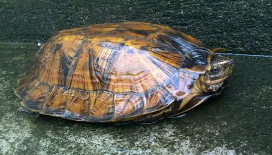 条颈摄龟的寿命多长?说出来让人想不到 条颈摄龟的寿命多长?说出来让人想不到