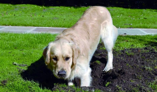 狗狗刨坑是为什么?宠主真的了解吗? 狗狗刨坑是为什么?宠主真的了解吗?