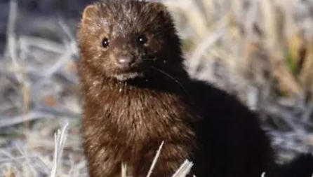 水貂可以当宠物吗？不知道的看这里！