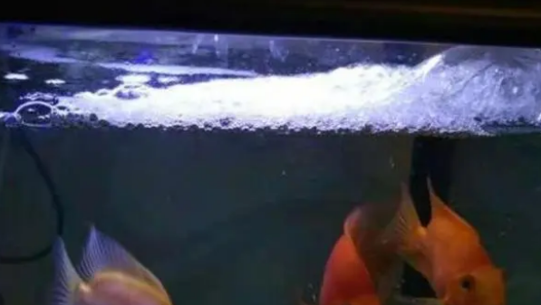 盛夏高温，可以给鱼缸打氧，但是我们关注到其他供氧方式了吗？