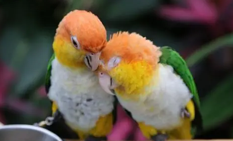 鸟类小知识：金头凯克鹦鹉为什么那么贵？