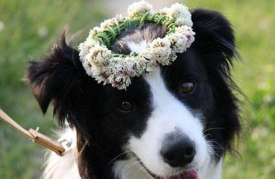 边牧呕吐怎么办？不要慌，这篇文章告诉你解决办法