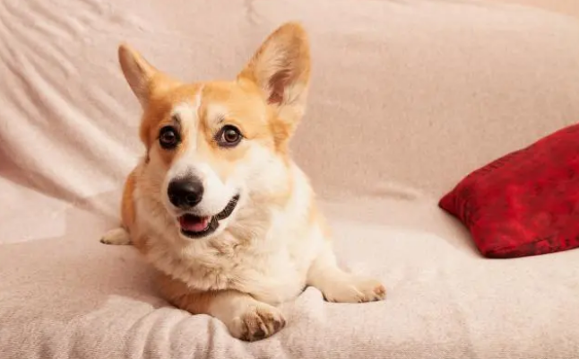 想要给狗狗驱虫，贝卫多还是超可信